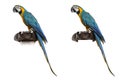 Blue-and-gold Macaw isolated on white Royalty Free Stock Photo