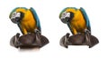 Blue-and-gold Macaw isolated on white Royalty Free Stock Photo