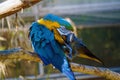 Blue and Gold Macaw parrot Royalty Free Stock Photo