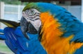 Blue-gold macaw parrot big beak Royalty Free Stock Photo