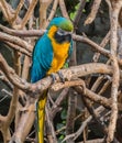 Blue and gold Macaw parrot