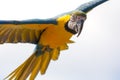 Blue and gold macaw parrot in flight. Beautiful close-up of tropical bird facing camera. Royalty Free Stock Photo