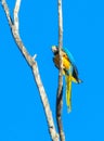 Blue-gold macaw parrot on high tree Royalty Free Stock Photo