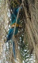 Blue-gold macaw parrot on palm tree Royalty Free Stock Photo