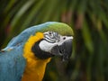 A blue and gold macaw parrot sits for a portrait