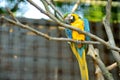 Blue and gold macaw parrot sitting on a branch Royalty Free Stock Photo