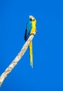 Blue-gold macaw parrot on the tree Royalty Free Stock Photo