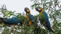 Blue-gold macaw parrot on tree Royalty Free Stock Photo