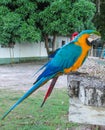 Blue-gold macaw parrot Royalty Free Stock Photo