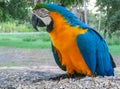 Blue-gold macaw parrot Royalty Free Stock Photo