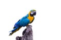 Blue Gold Macaw Parrot Royalty Free Stock Photo