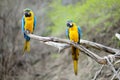 Blue and gold macaw parrots Royalty Free Stock Photo