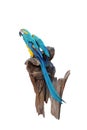 A blue and gold Macaw perched on a log isolated on white background.