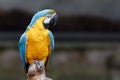 Blue and gold macaw