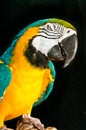 Blue/gold macaw rescued parrot Royalty Free Stock Photo