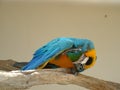 Blue & Gold Macaw scratching Royalty Free Stock Photo