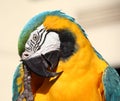 Blue and gold macaw scratching Royalty Free Stock Photo