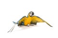 Blue and Gold Macaw spreading its wings Royalty Free Stock Photo