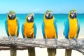 Blue and Gold Macaw on tropical beautiful beach and sea Royalty Free Stock Photo