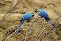 Blue and Gold Macaw  601553 Royalty Free Stock Photo