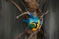 Blue and Gold Macaw unusual angle from above Royalty Free Stock Photo
