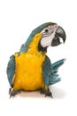 Blue and Gold Macaw on white background Royalty Free Stock Photo