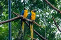 Blue and Gold Macaws at Parque das Aves - Foz do Iguacu, Parana, Brazil Royalty Free Stock Photo