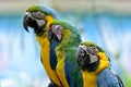 Blue and Gold macaws sitting together aside sleepy Bufon's macaw Royalty Free Stock Photo