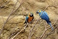 Blue and Gold Macaws  601555 Royalty Free Stock Photo