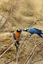 Blue and Gold Macaws  601561 Royalty Free Stock Photo