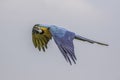 Blue and Gold (yellow) Macaw in Flight Royalty Free Stock Photo