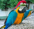 Blue-gold yellow feathers big macaw parrot Royalty Free Stock Photo