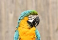 Blue and Gold / Yellow Macaw Parrot Close Up Royalty Free Stock Photo