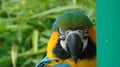 Blue Gold Yellow Macaw Parrot Peek a Boo Longleat Safari Park West Midlands