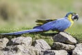 Blue and gold yellow macaw parrot in profile on rocks Royalty Free Stock Photo