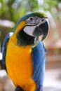 Blue and gold yellow macaw tropical Royalty Free Stock Photo