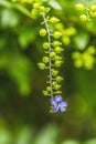 Blue Golden Dew Drop Skyflower Flower Moorea Tahiti Royalty Free Stock Photo