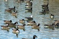 Snow Goose Anser caerulescens adult blue morph swimming with Canada geese urban lake canyon texas central flyway