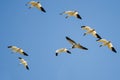 Blue Goose Flying with Flock of Snow Geese in a Blue Sky Royalty Free Stock Photo