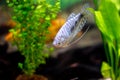 Blue gourami - aquarium bright spotted fish