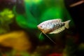 Blue gourami - aquarium fish in a decorative aquarium Royalty Free Stock Photo
