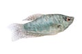 Blue Gourami aquarium fish isolated on white Royalty Free Stock Photo