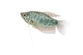 Blue Gourami aquarium fish isolated on white Royalty Free Stock Photo