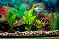 Blue gourami and echinodorus algae in a home decorative aquarium