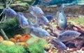 Blue gourami fishes