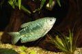 Blue gourami