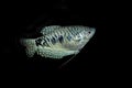 BLUE GOURAMI trichogaster trichopterus AGAINST BLACK BACKGROUND