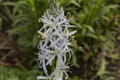 Blue graceful flowers bloomed