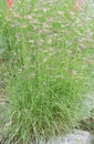 Blue grama Bouteloua gracilis, plant in a garden