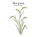 Blue grama Bouteloua gracilis , state grass of New Mexico